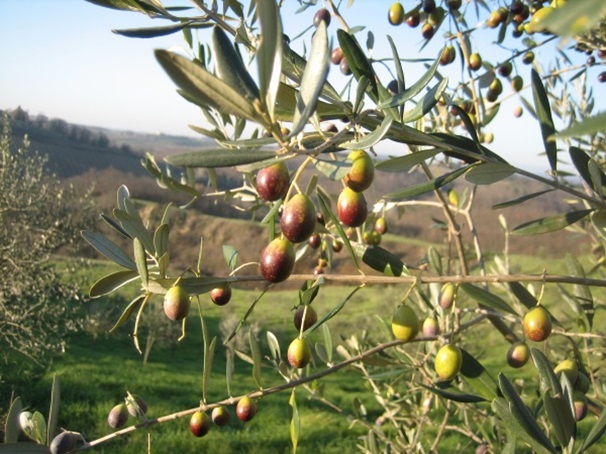 olive